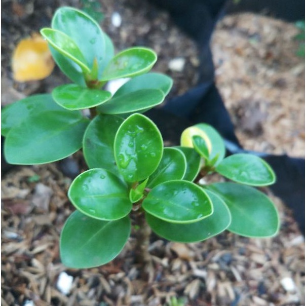 beringin dolar mangkok