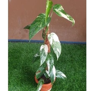 Epipremnum Variegata