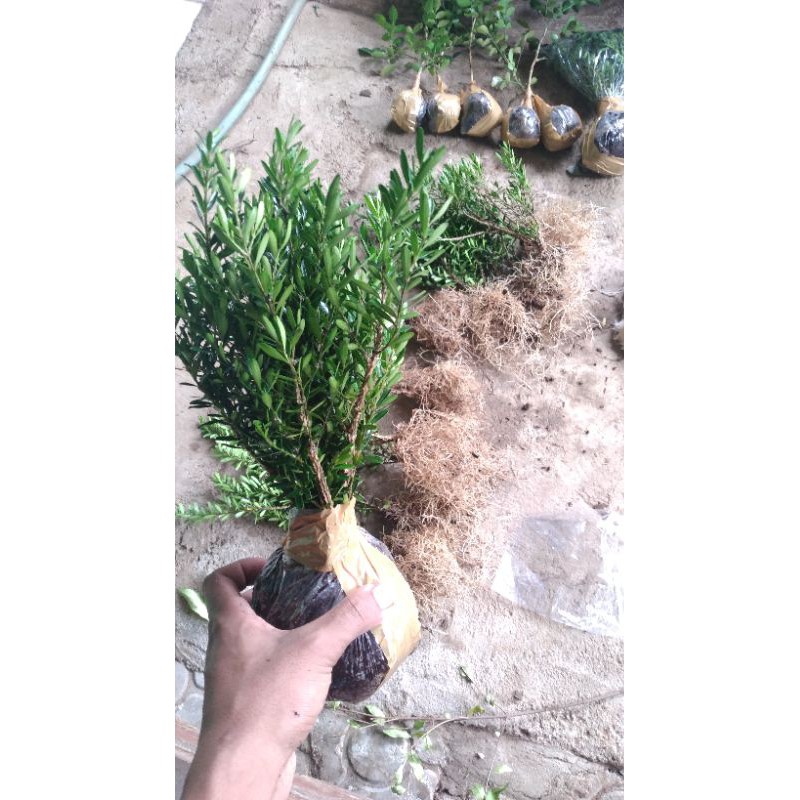 Bahan Bonsai Buxus Harlandi