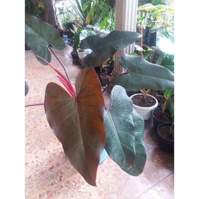 Philodendron Black Majesty