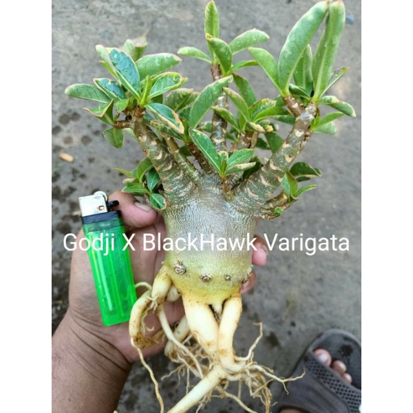 Adenium Thailand Godji x Black Hawk Varigata