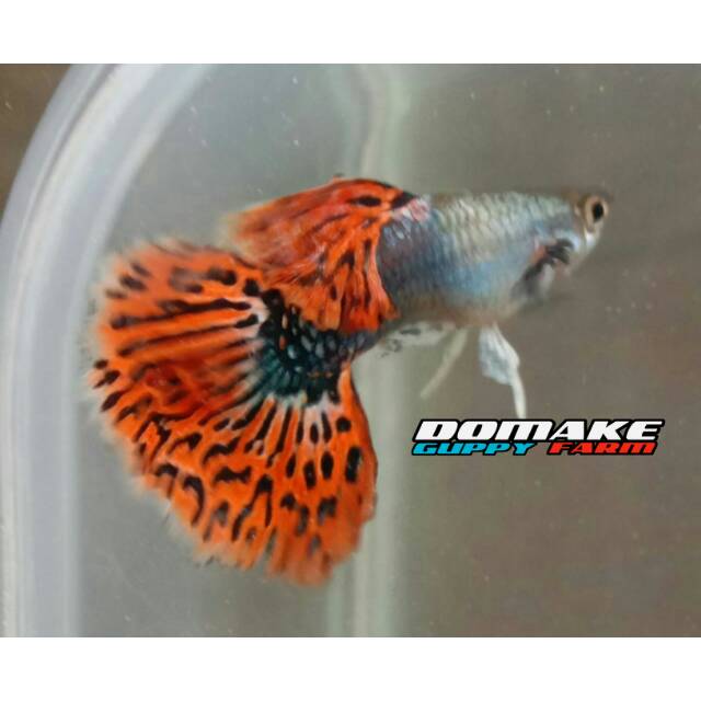Ikan Guppy Platinum Red Mozaik Big Ear | Shopee Indonesia