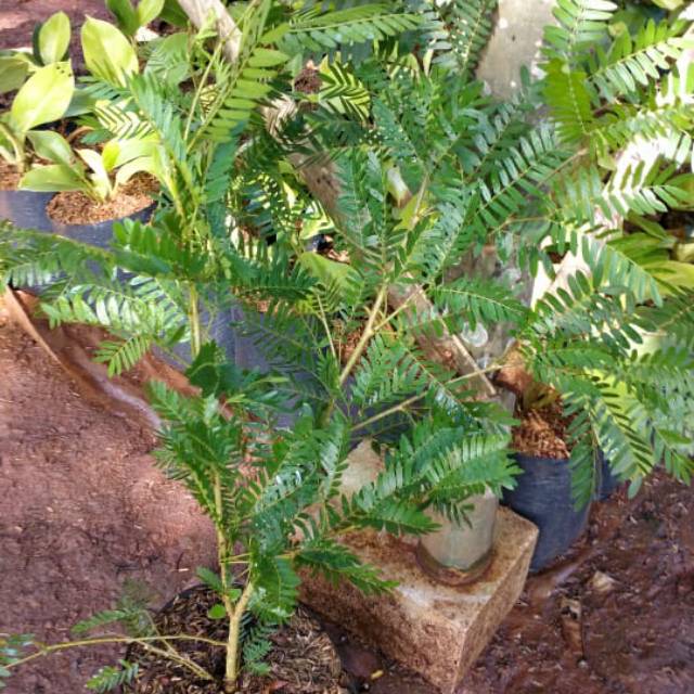 Kaliandra pagoda/sengon