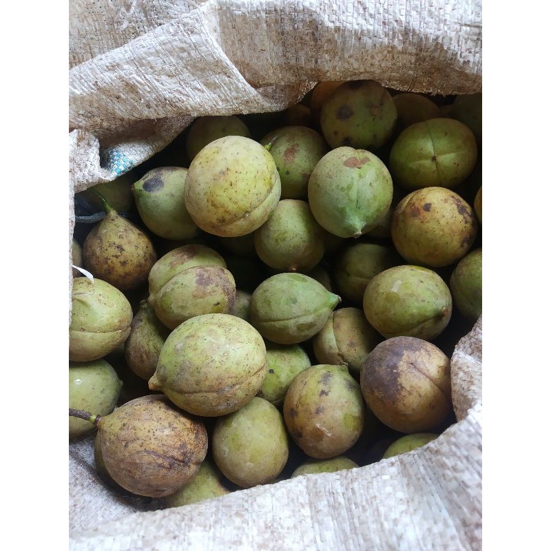 

BUAH PALA SEGAR 1KG