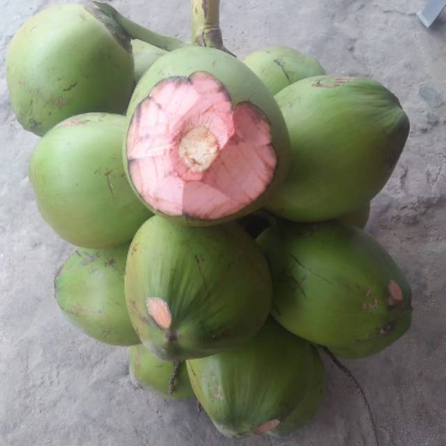 

Kelapa ijo