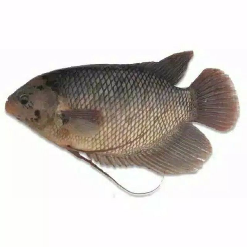 Ikan Gurame