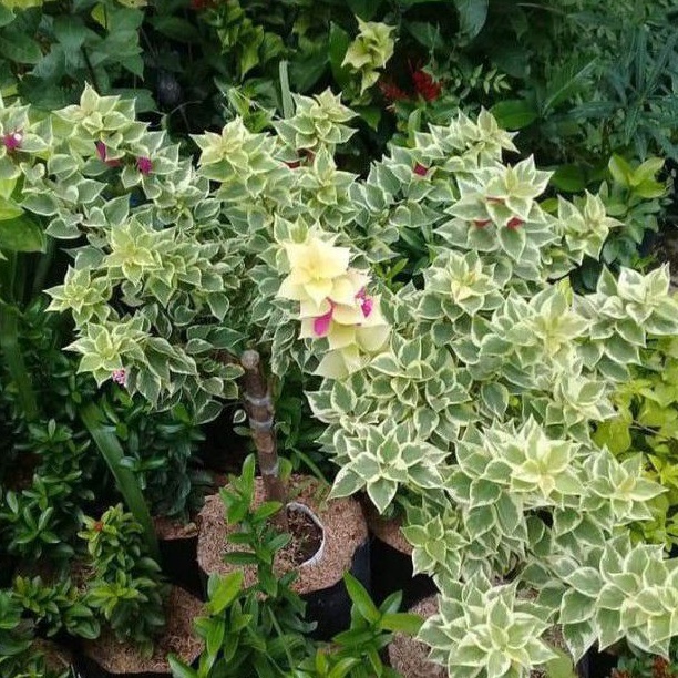 PROMOBUGENVIL VARIEGATA SINGAPORE BATANG BESAR // TANAMAN HIDUP BOUGENVILLE // BUGENFIL TUMPUK BUNGA