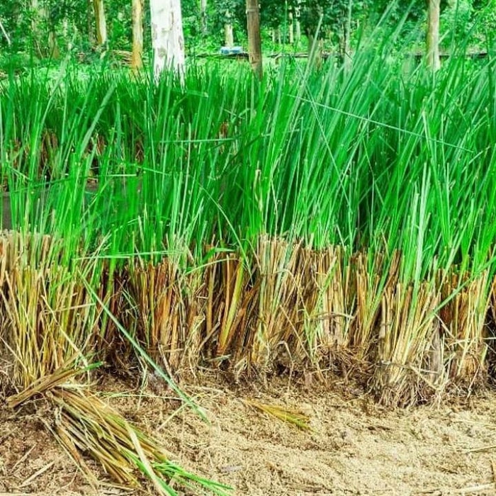 Tanaman Rumput vertiver - Akar Wangi - Rumput Persi persi