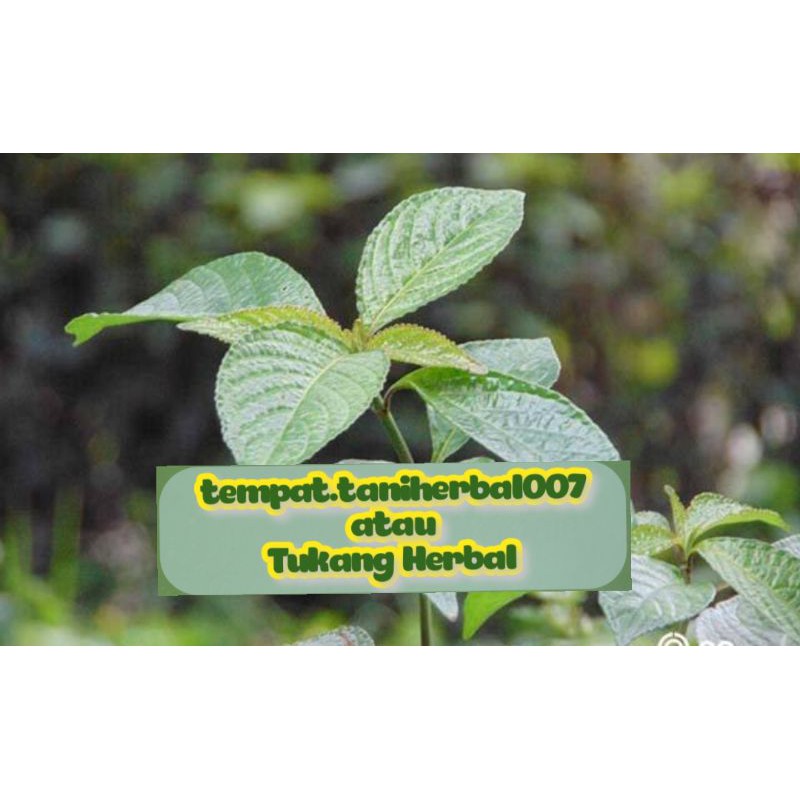 

daun keji beling herbal //ready stok 100 lembar