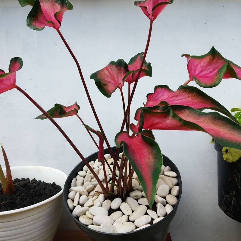 Tanaman hias Keladi keris merah-keladi merah