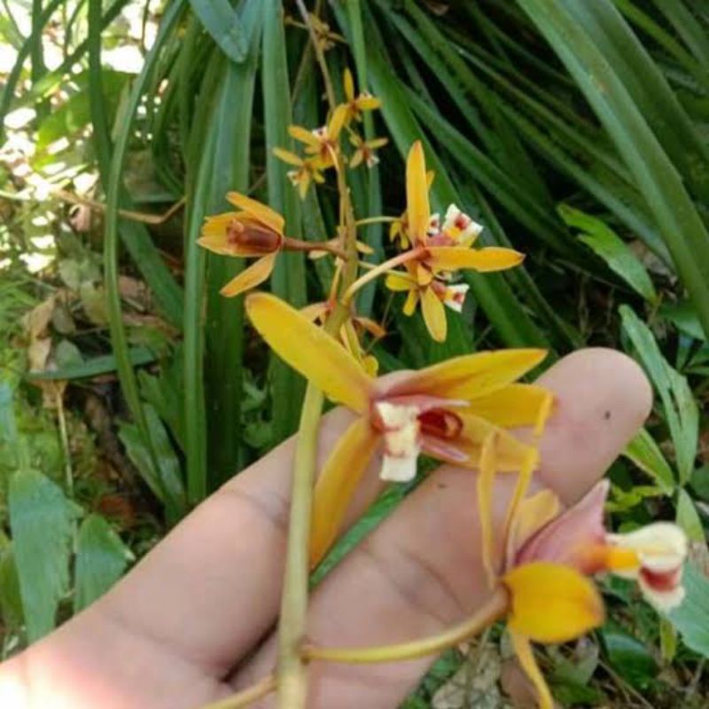 bibit anggrek cymbidium finlaysonianum/cymbidium kuning