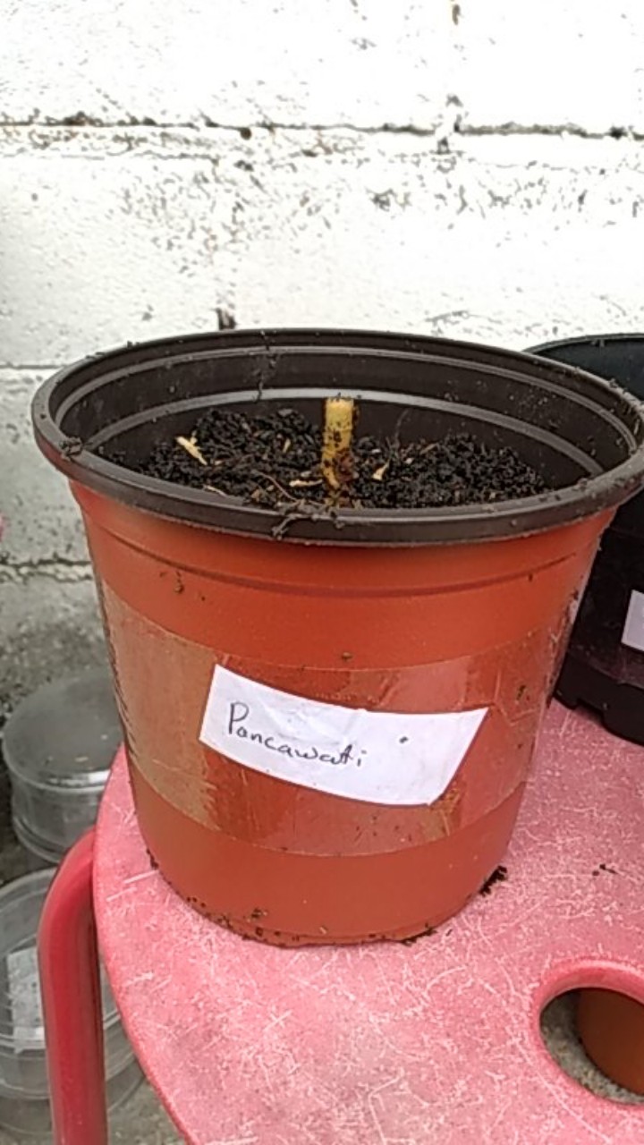 Promo!! Bonggol Aglonema Pancawati