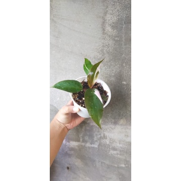 philodendron pink princess