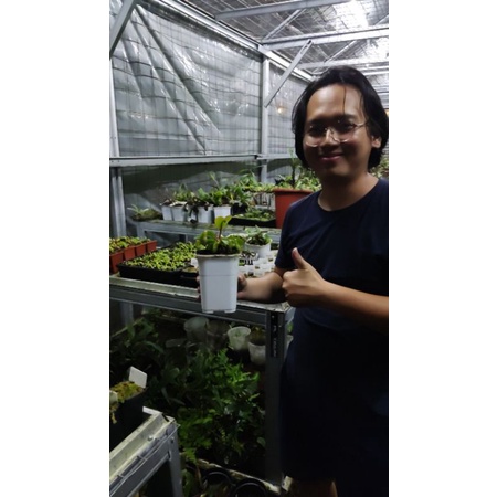Tanaman Pemakan Serangga Nepenthes clipeata seedgrown