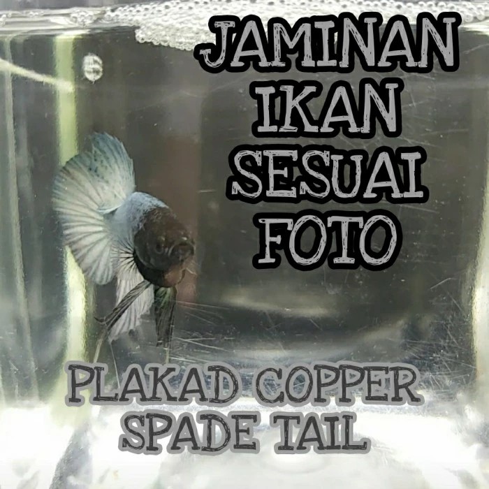 ikan cupang grey copper spade tail