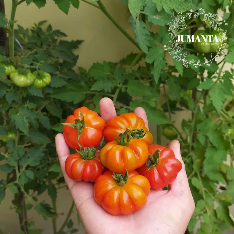 Tomat Mawar