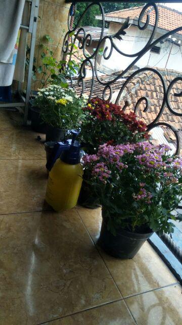 1paket Carnation Lokal