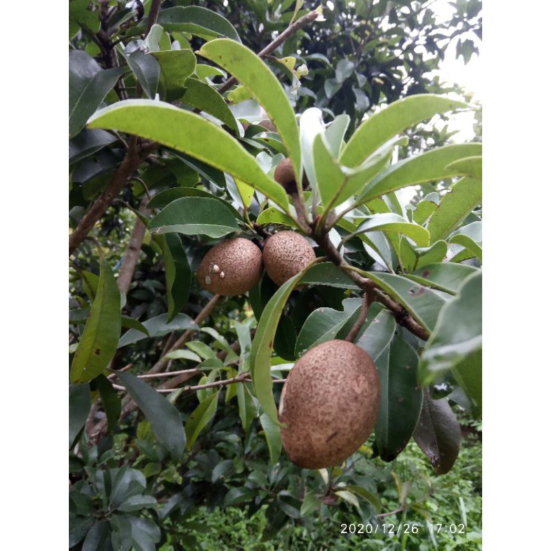 

Buah sawo muda mentah segar fresh per 1 kg