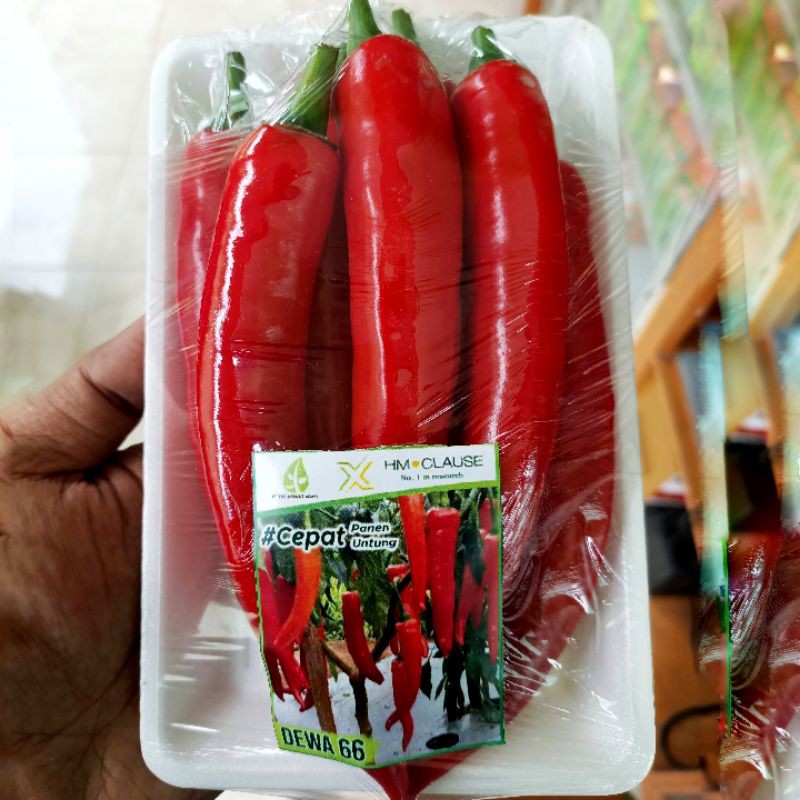 15 biji - Benih Cabe Besar DEWA 66 F1