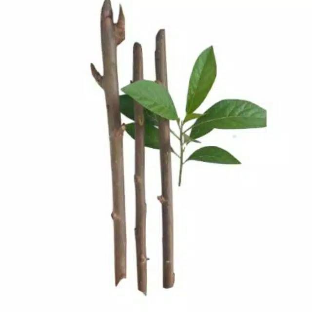 

Stek pohon afrika herbal