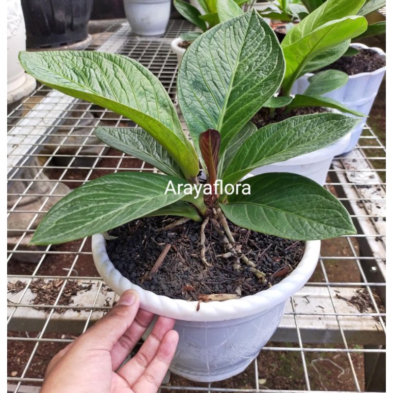 anthurium jemani mangkok