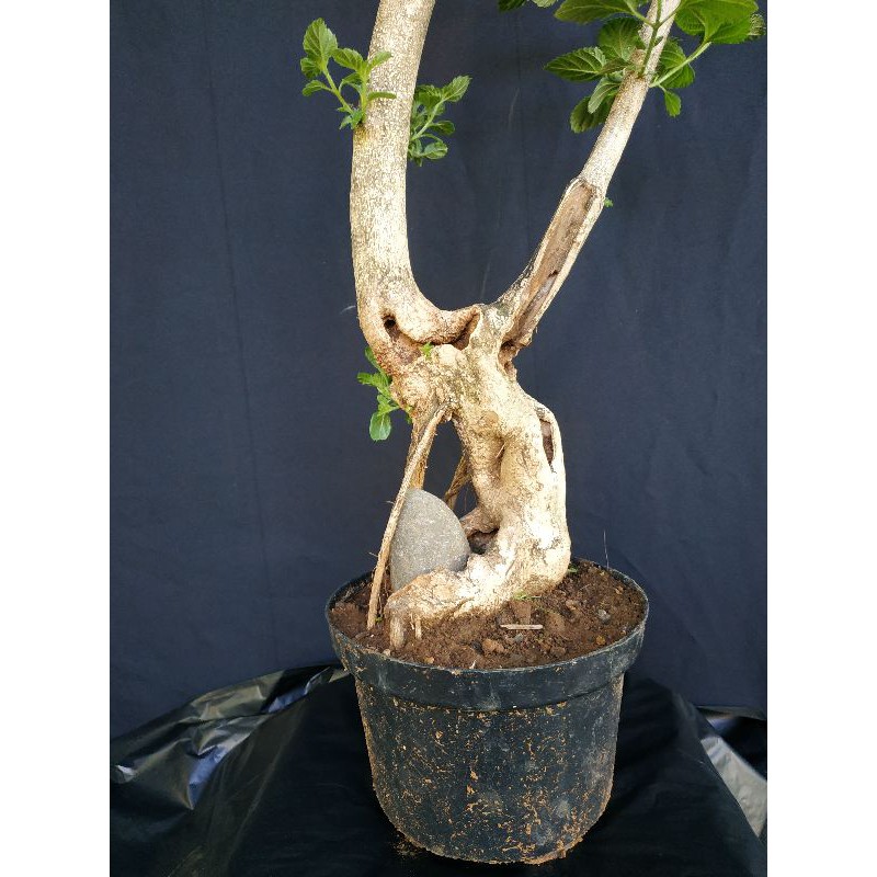 BONSAI LANTANA / BAHAN BONSAI LANTANA C1