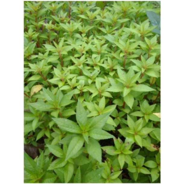 Bibit Tanaman pacar air