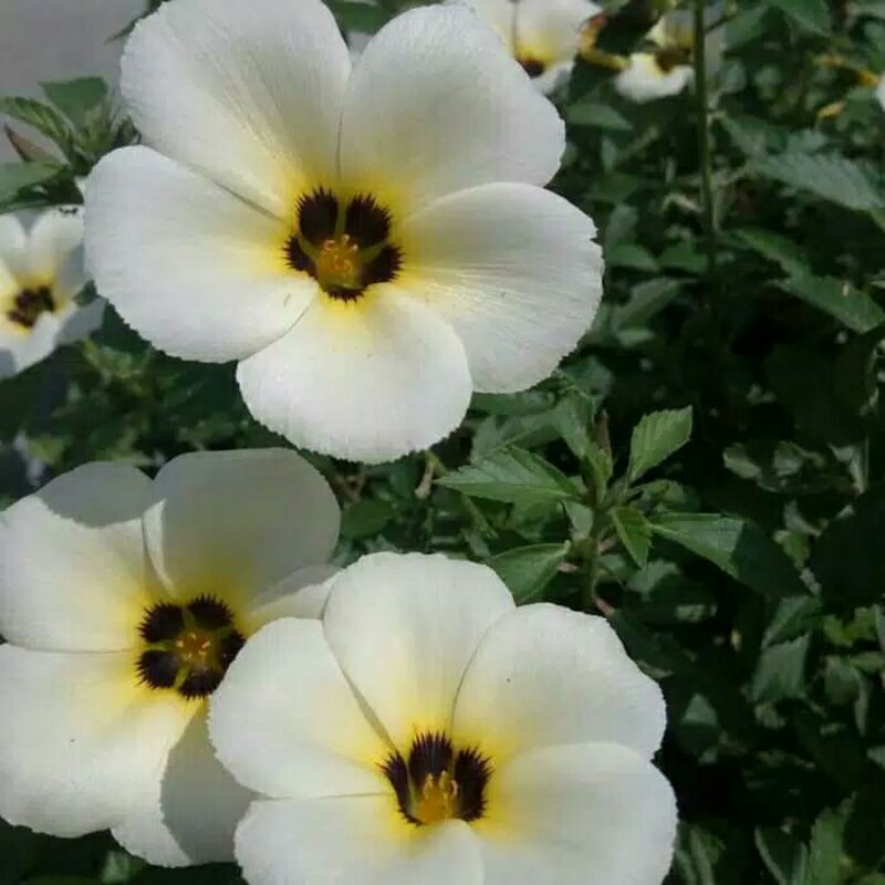 BUNGA YOLANDA PUTIH (Myosurus L. Ranunculus) - Grosir Yolanda / Tanaman Hias Yolanda / Bibit Bunga Yolanda