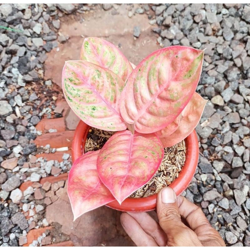 aglonema Denpasar moon