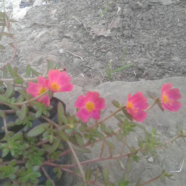 Stek tanaman hias bunga  krokot  Mossrose merah Shopee  