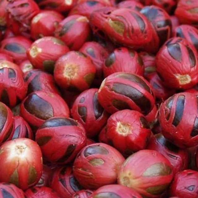 100 biji bibit pala unggul paling murah biji pala utuh untuk semai