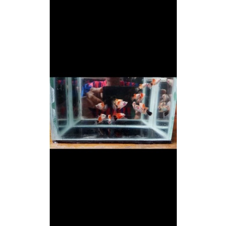 

ikan coralin Mickey mouse