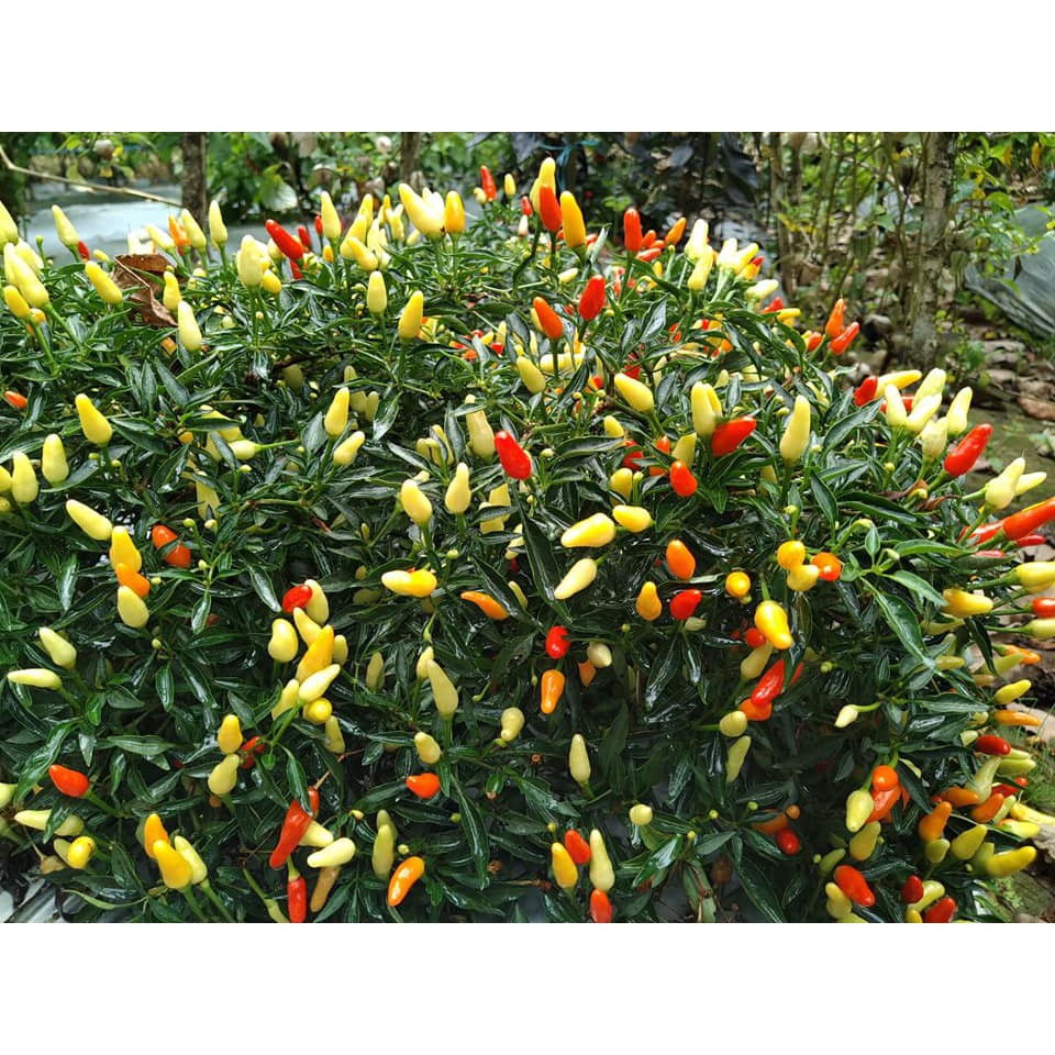 Benih Bibit Biji - Cabai Mini Sparkler (Bird’s Eye Chili) Pepper Seeds