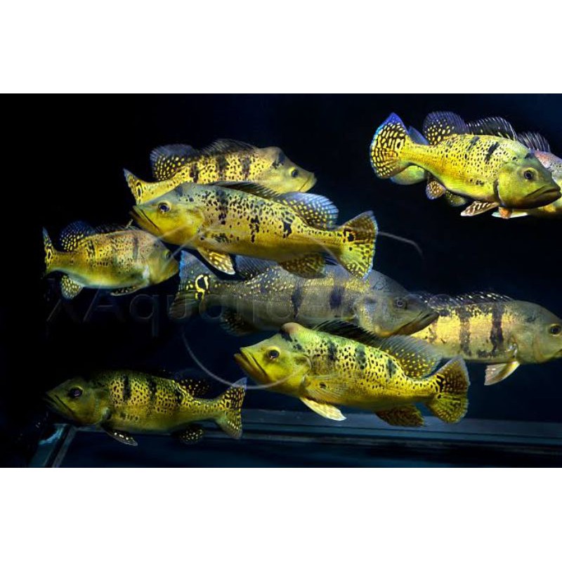 ikan peacock bass/pbass kelberi