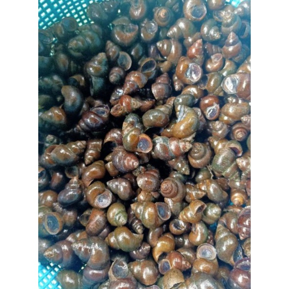 

Tutut sawah 1 kg