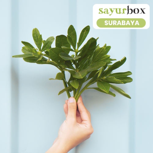 

Daun Ginseng Conventional 250 gram (Sayurbox) - SURABAYA