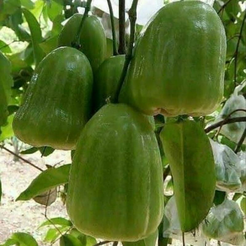 bibit jambu air kiojok