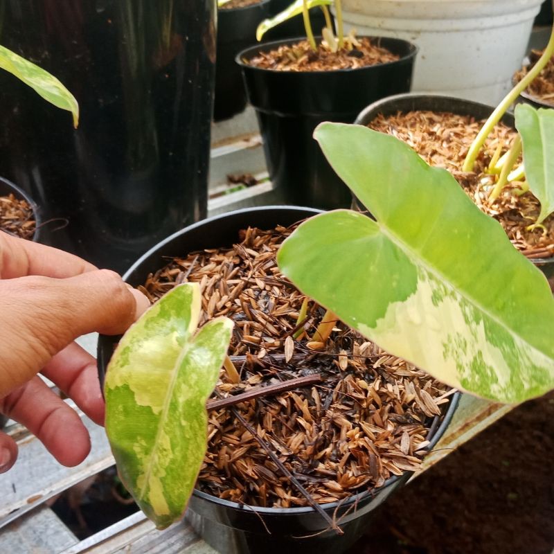 burlemarx variegata philodendron burlemarx varigata brekele varigata