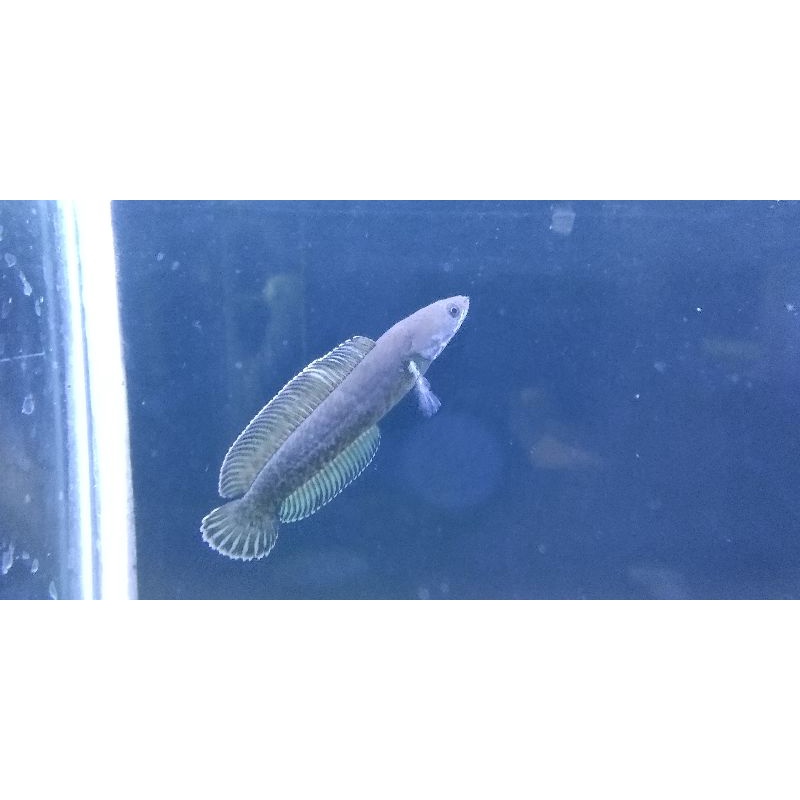 Channa andrao CB 8-9cm gondrong ajib ajib