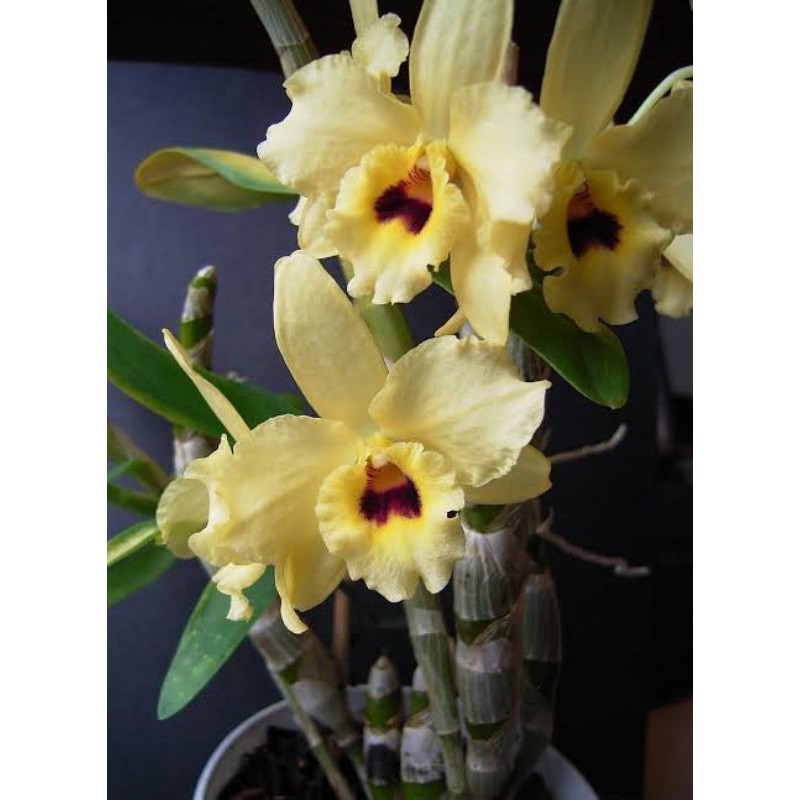 3-4 batang dendro dendrobium nobile x friedericksian dewasa