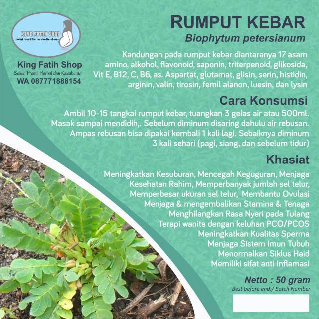 

Rumput Kebar Papua Original 100 Gr