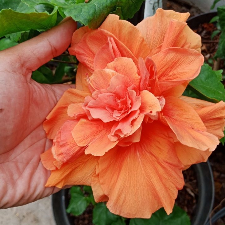 bibit tanaman hias kembang bunga sepatu tumpuk orange mahkota jumbo