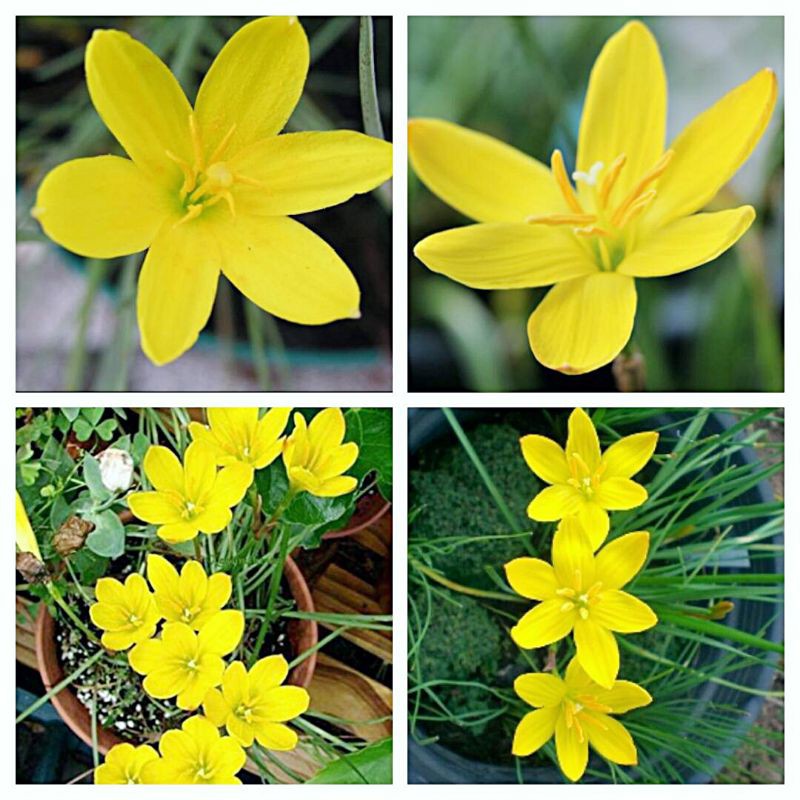 1 pcs umbi rain lily kuning yellow rain lily bibit bunga murah tanaman sukulen