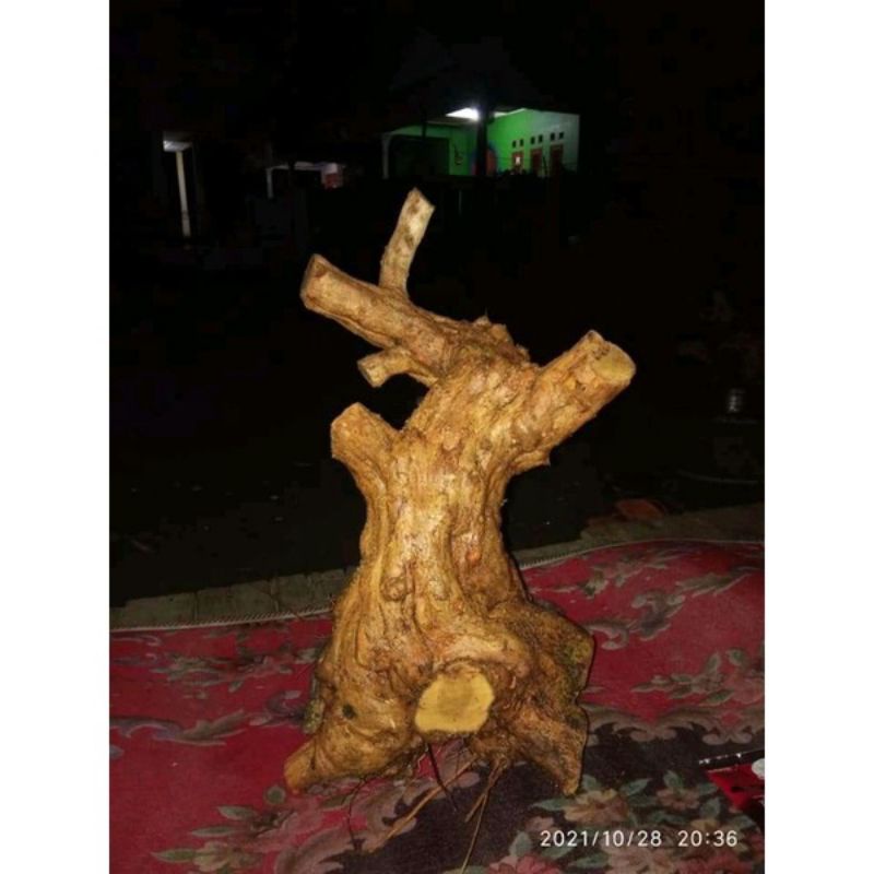 dongkelan wahong laut 25k