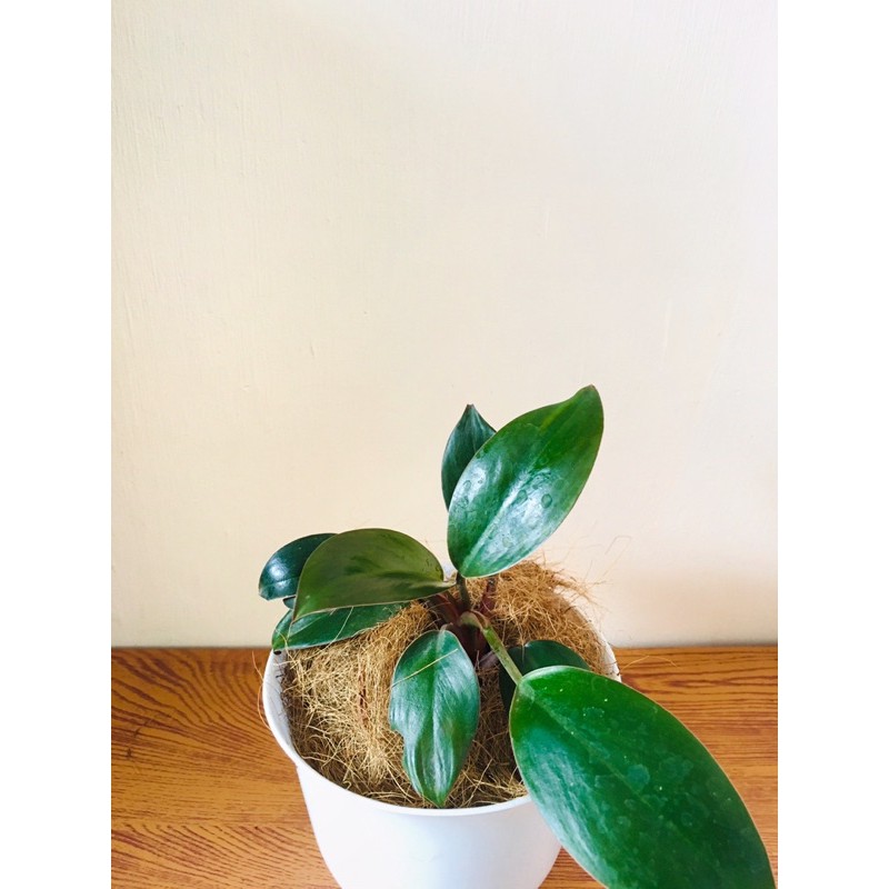 Philodendron Congo Rojo