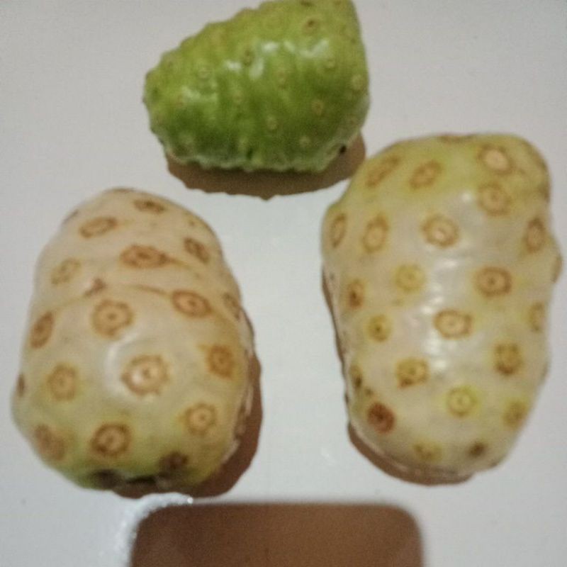 

1 BUAH PACE MENGKUDU HERBAL DARAH TINGGI