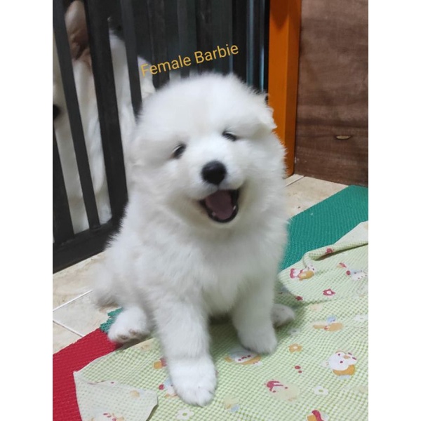 anjing Samoyed