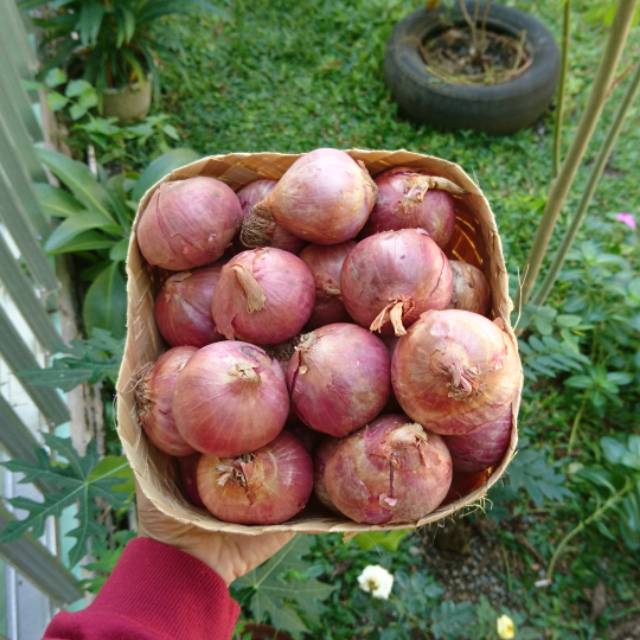 Bawang Merah India Bawang Merah Besar 1 Kg