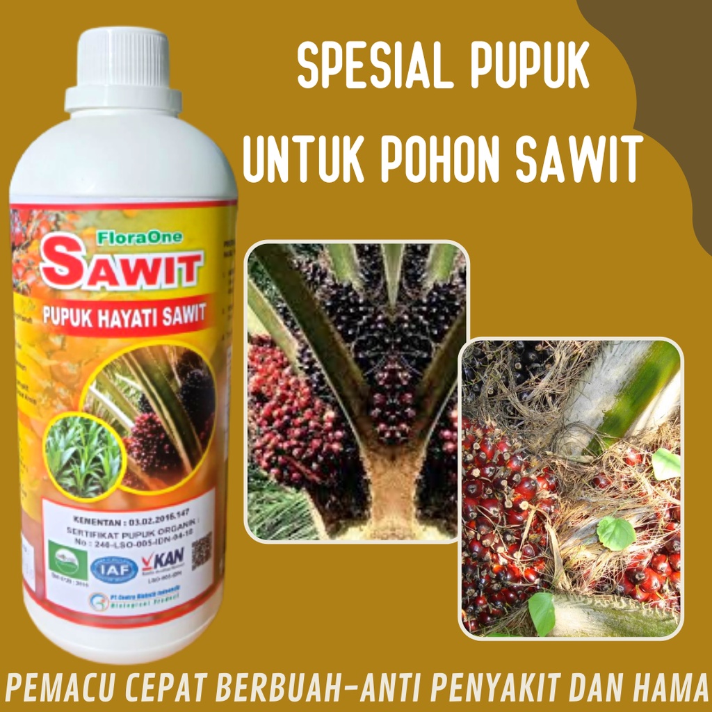 Pupuk sawit agar berbuah lebat, pupuk kelapa sawit terbaik, pupuk FLORA ONE terbaik untuk SAWIT