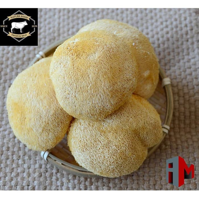 

Imatton hericium kering jamur kepala monyet hou thou ku 猴头菇 - 250 gr